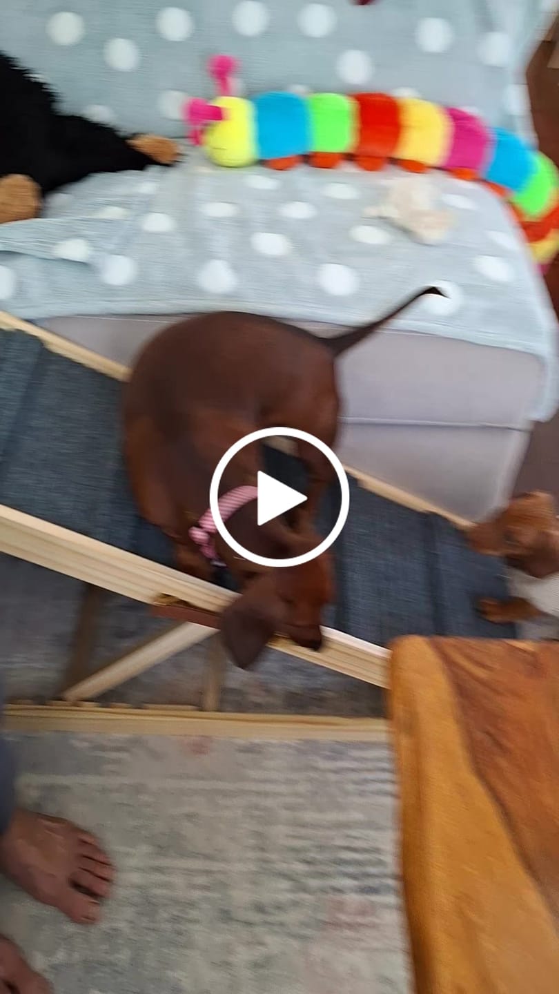 Customer video review of Pawz Premium Wooden Dog Ramp - Adjustable Height
