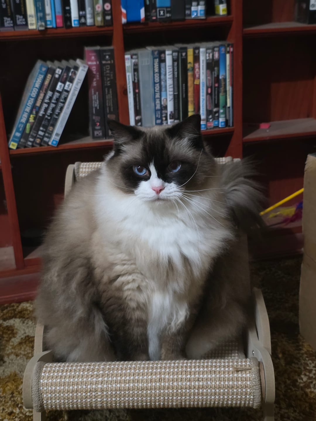 Customer photo review of Sisal Lounge Chair for Cats – Scratcher & Sofa in One