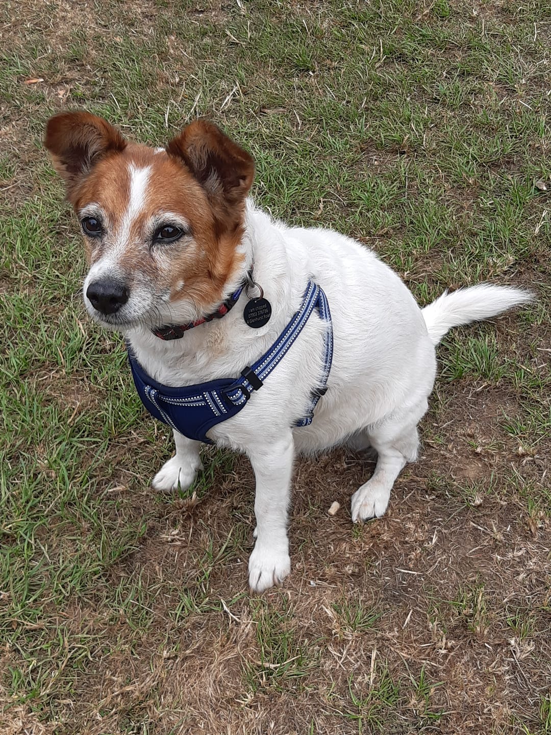Customer photo review of All Dogs Matter Titanium Dog Tag (25mm), Engravable, Blue | Round