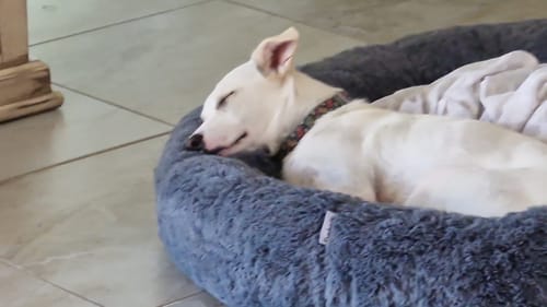 Customer photo review of Cama Antiestrés para Perros