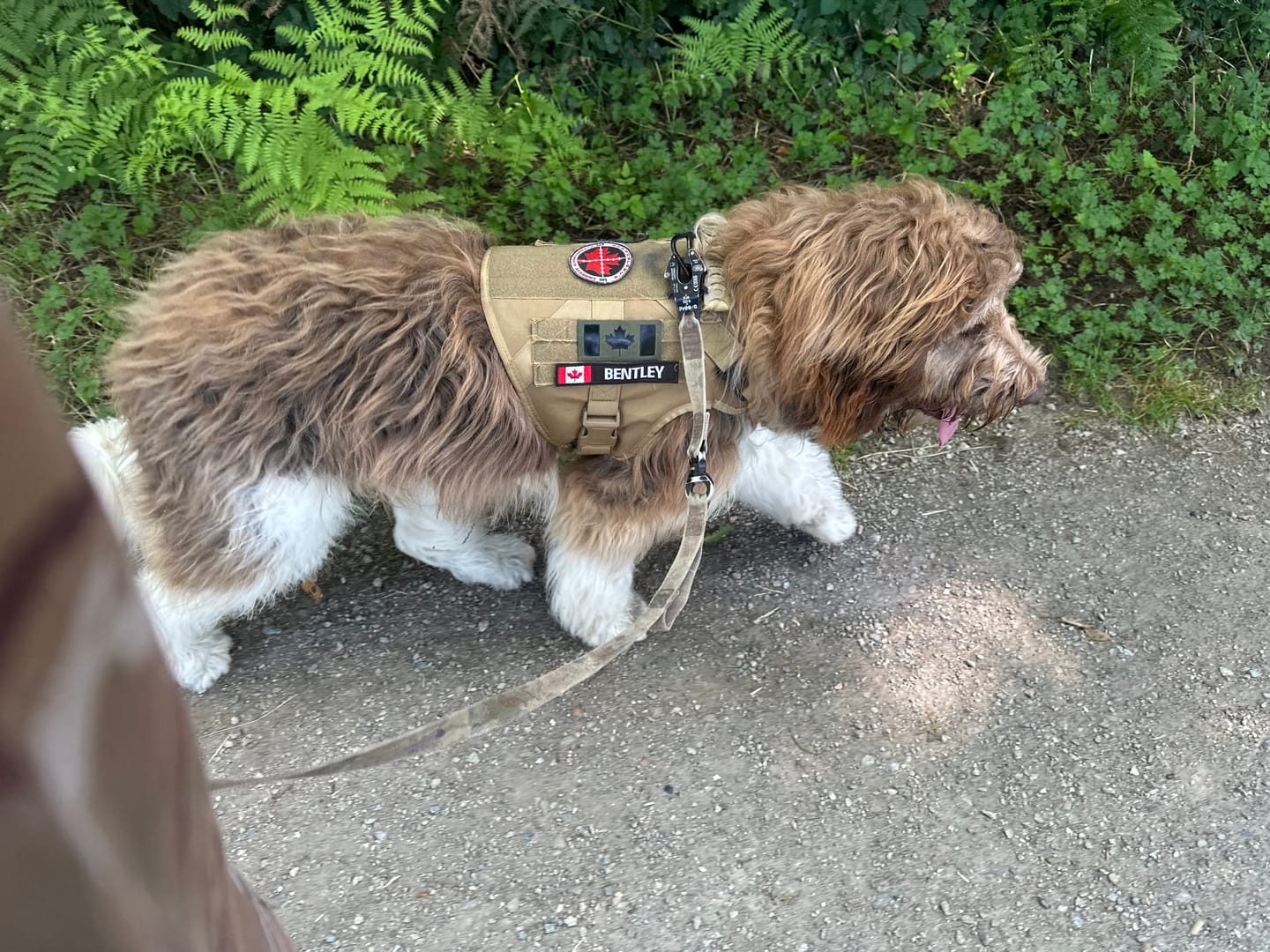 Customer photo review of Tactical No Pull Dog Harness