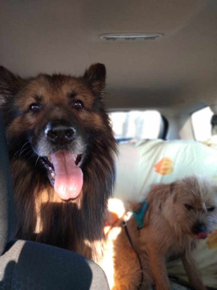 Customer photo review of For Senior Joints and Bones | Supplement for Old Dogs
