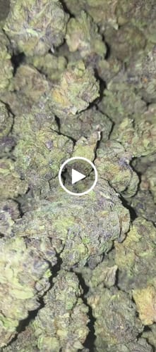 Customer video review of Cheap THCA Flower Pound (450g)