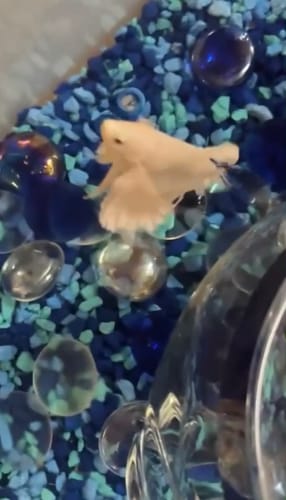 Customer photo review of Super White Dumbo Ear Halfmoon Male Betta Fish