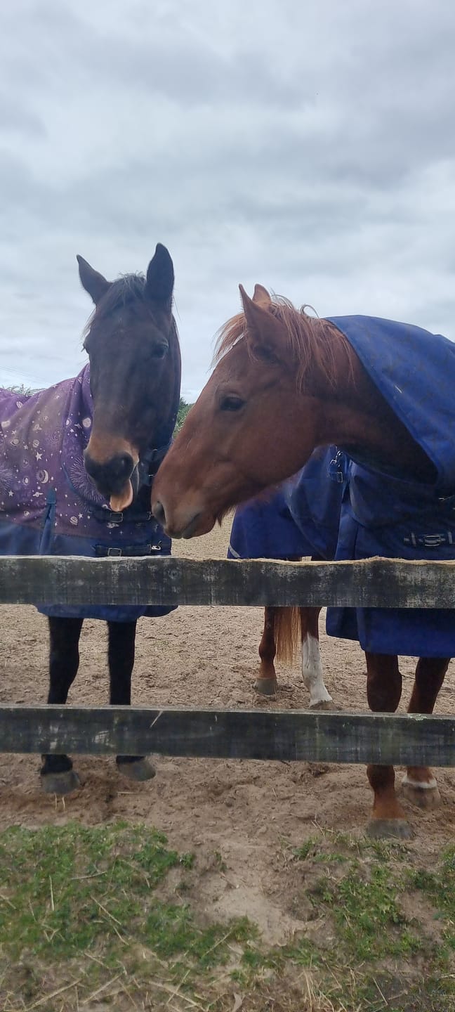Customer photo review of Digestive HP - Sporthorse Gut Supplement