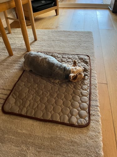 Customer photo review of The Ultimate Cooling Pet Mat