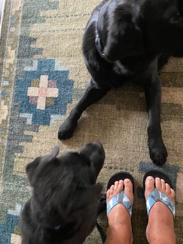 Customer photo review of Labrador Retrievers