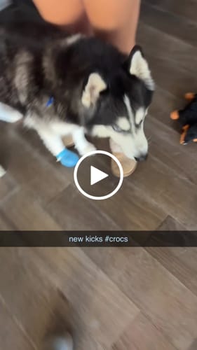 Customer video review of WagWellies® Mojave