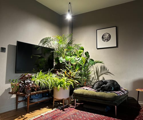 Customer photo review of Pianta Grow Light and Enna Plug-in Ceiling Pendant Bundle