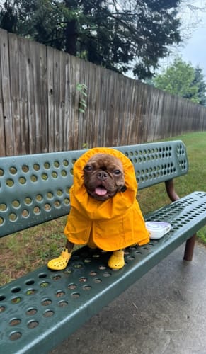Customer photo review of Breatheshield™ Dog Raincoat - Mustard Yellow