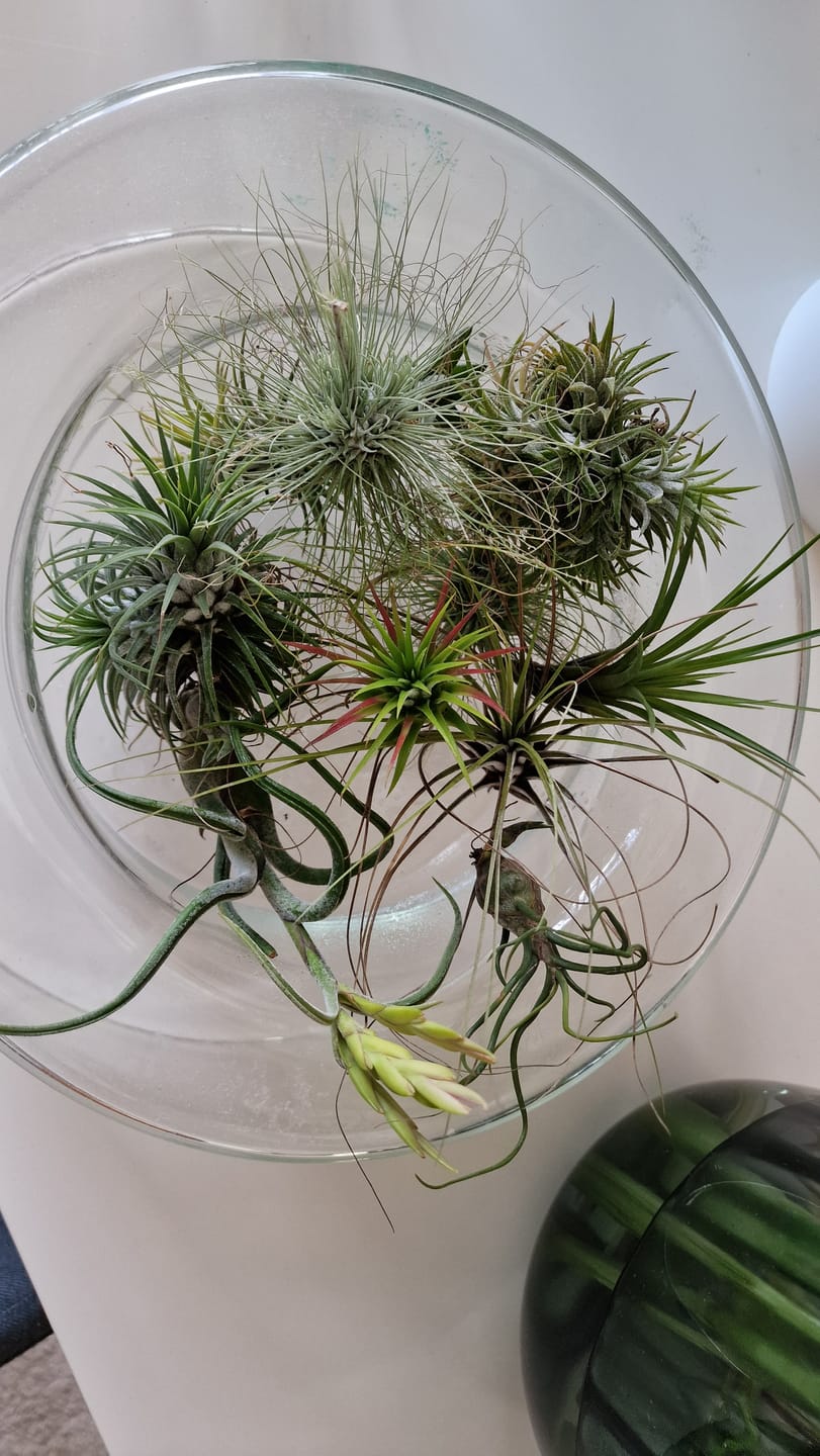 Customer photo review of Tillandsia ionantha 'Red Marble'