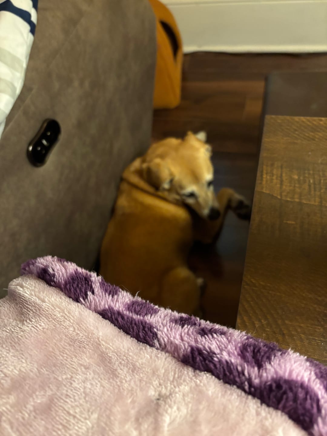 Customer photo review of FurLife™ - Natural Pheromone Calming Collar