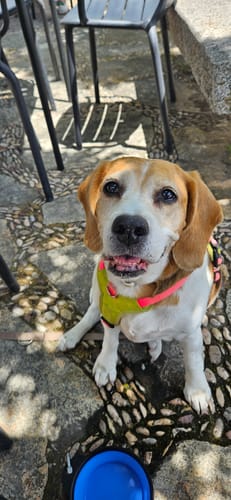 Customer photo review of Grain Free Adult Chicken & Turkey