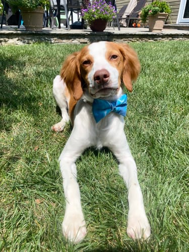 Stephanie K. review of Summer Waves Bow Tie for Dog Collar or Cat Collar image 1 out of 1