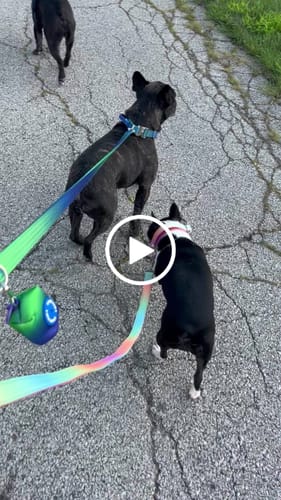 Customer video review of Comfort Control Collar Set - Pastel Icing