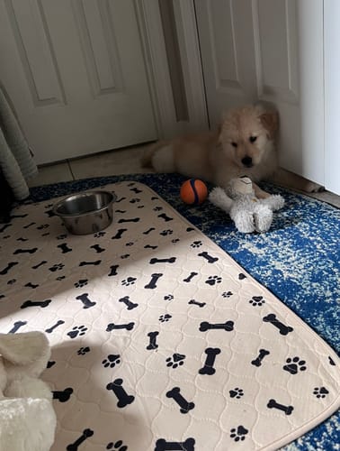 Customer photo review of Potty Buddy™ - The Durable Leak-Free Potty Pad