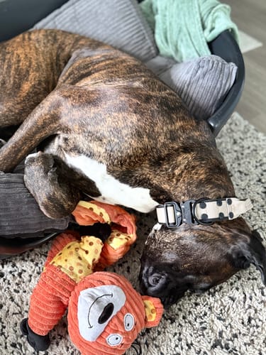 Customer photo review of Extreme Buckle Black Edition Beige - Starkt och säkert halsband