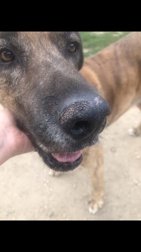 Customer photo review of Baume réparateur (Chien et chat)