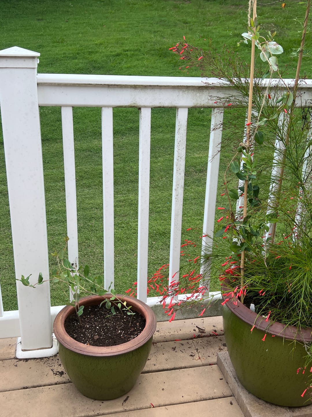 Customer photo review of Coral Honeysuckle