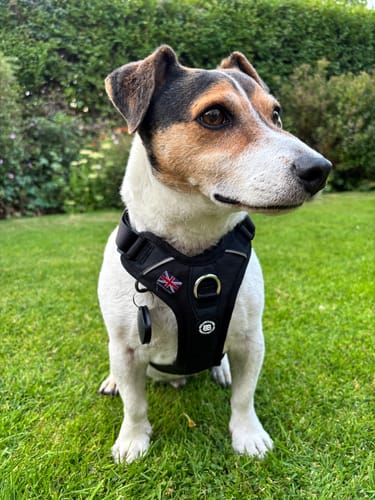 Gavin P. review of Anti Pull Hurricane Harness - With Handle - Black image 1 out of 3