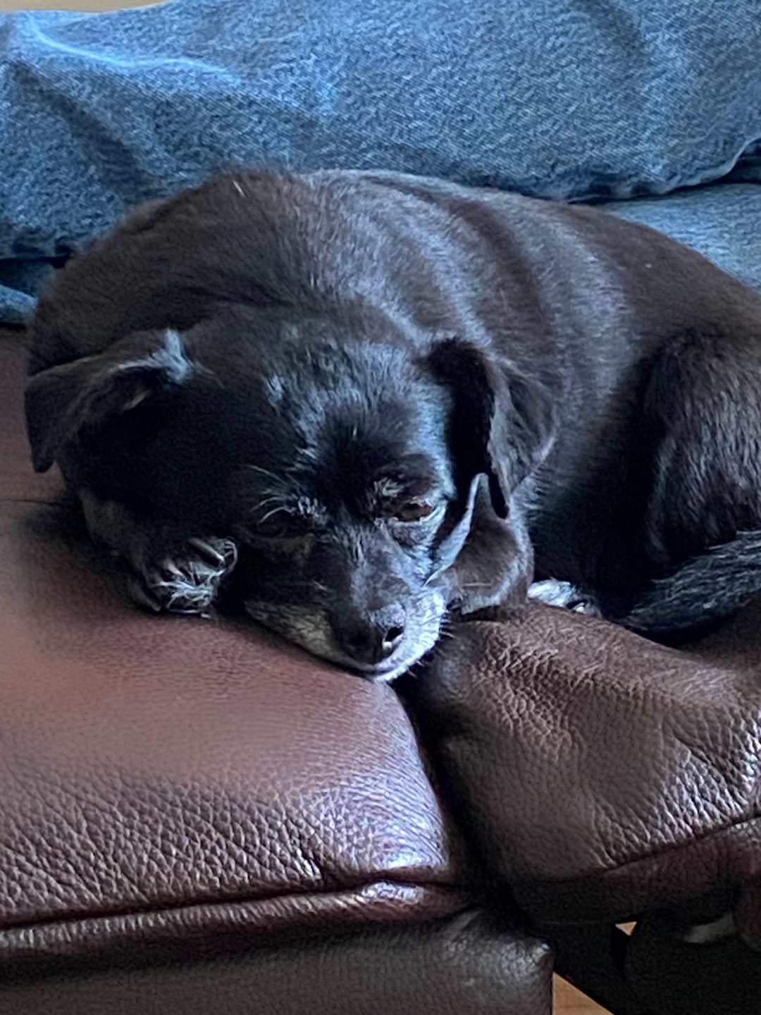 Customer photo review of Dog & Cat WALK-EASY® Joint & Hip Pain Relief Remedy