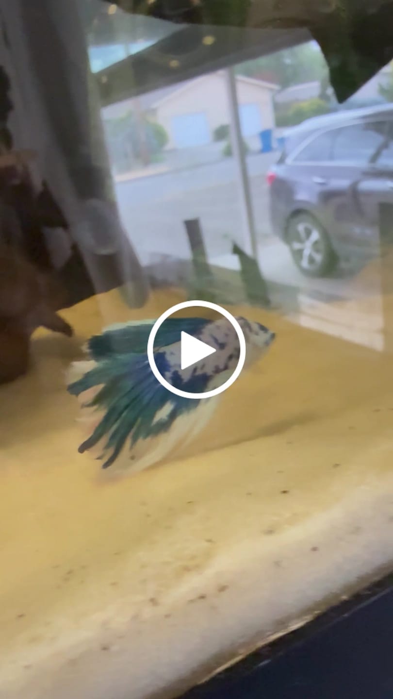 Customer video review of Blue Marble Dot Halfmoon Male Betta Fish | Grower Pick