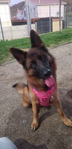 Customer photo review of Arnés Rosado Flores | Con correa de seguridad integrada