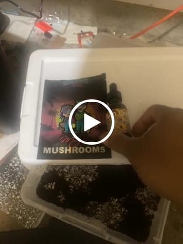 Customer video review of Magic Mushroom Gummies
