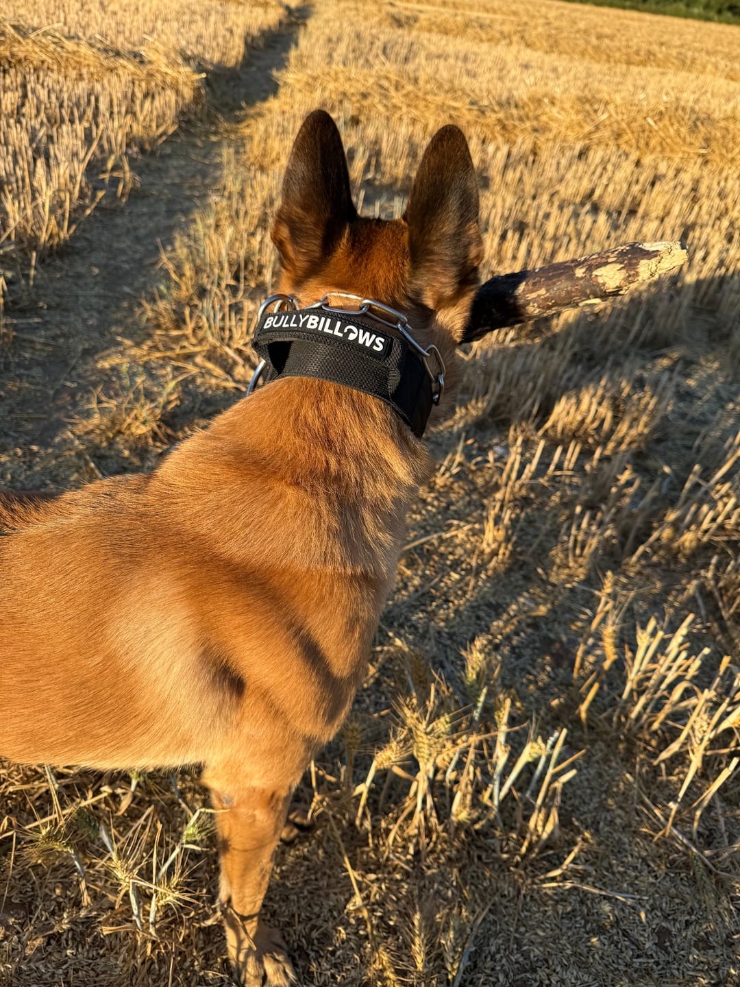Customer photo review of 5cm Combat® Collar | With Handle & Secure Clip - Black