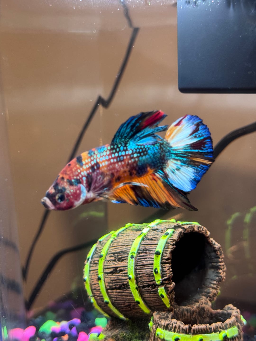 Customer photo review of Multicolor Metallic Plakat Male Betta Fish | High Grade | Mystery Betta