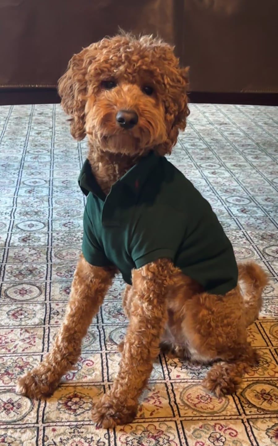 Customer photo review of Polo Ralph Lauren Cotton-Mesh Dog Polo Shirt