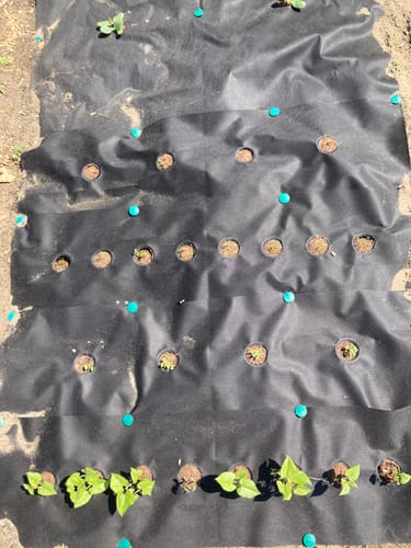 Customer photo review of Design Your Own Garden