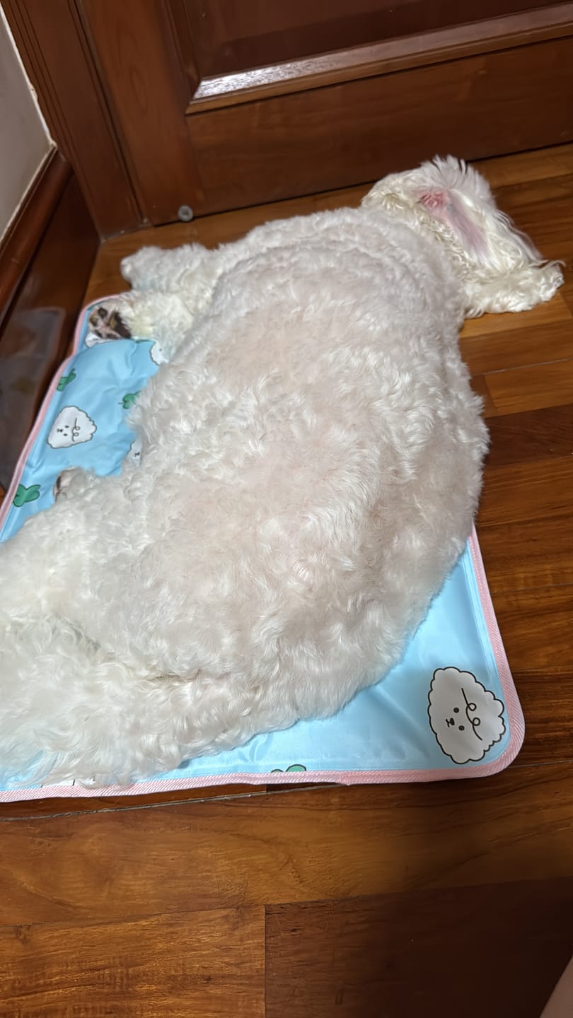 Customer photo review of My Buddy Cool Mat (NEW!)