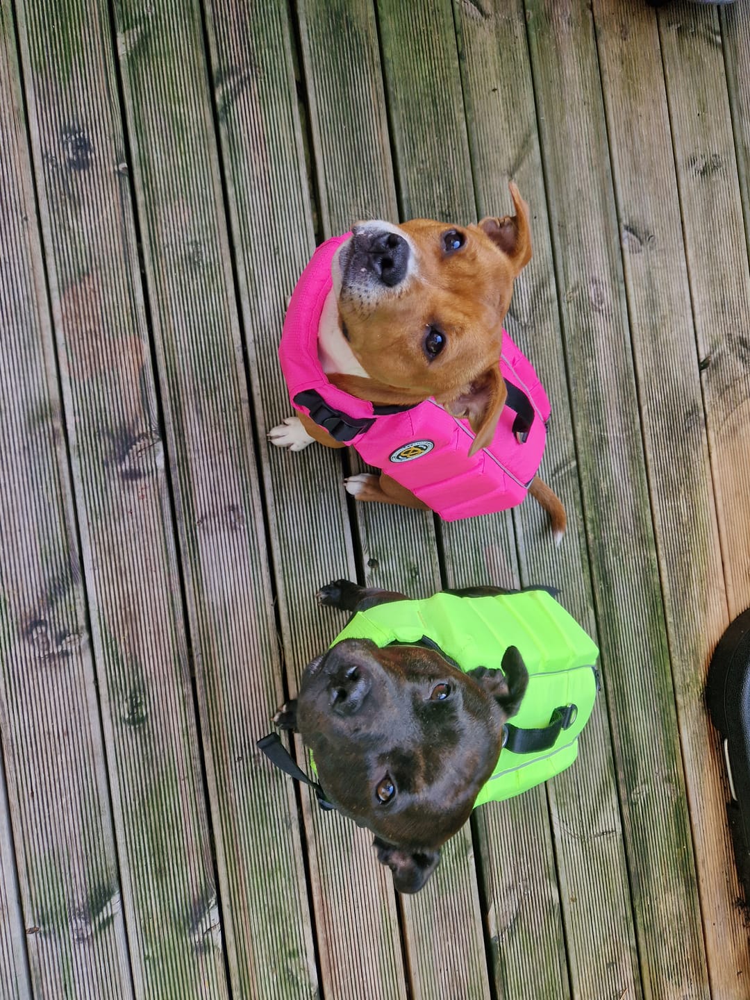 Customer photo review of Staffordshire Bull Terrier 1935® Life Jacket - Neon Pink