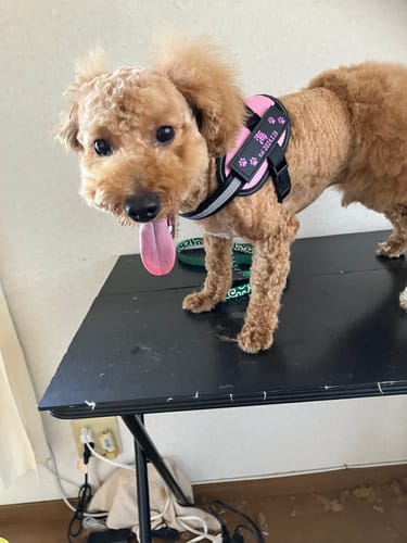 Customer photo review of FunFunPet 高機能ハーネス（お名前タグ作成サービス付き）