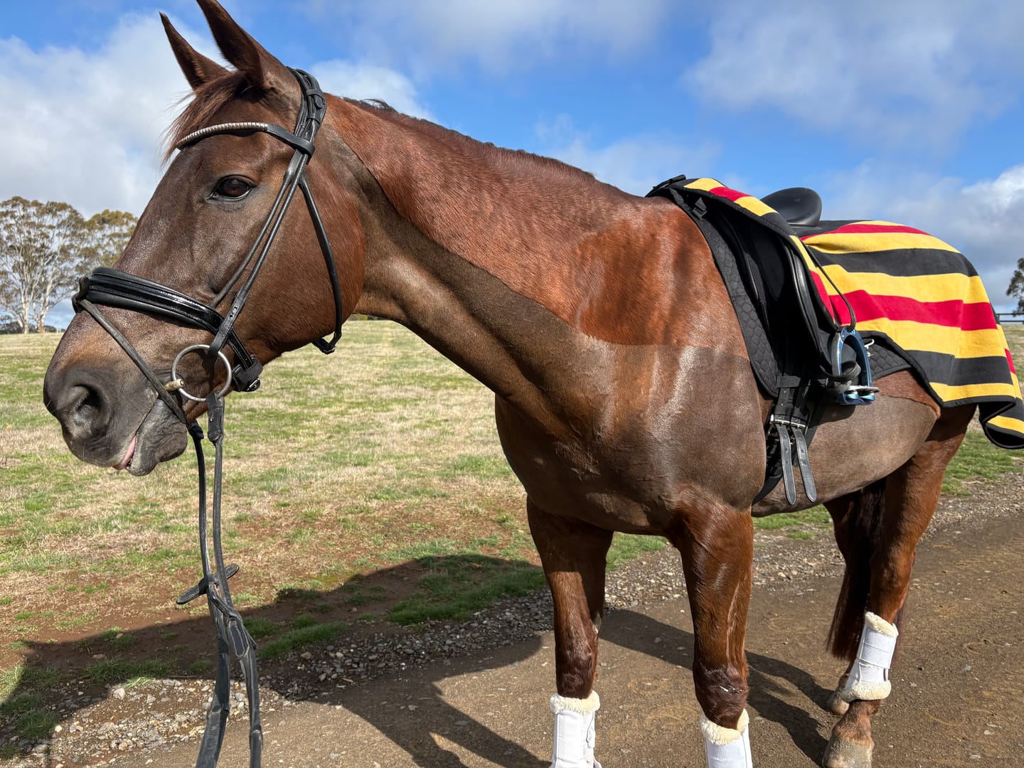 Customer photo review of Rambo Fleece Competition Sheet