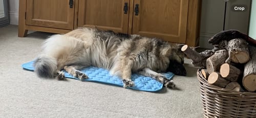 Customer photo review of The Ultimate Cooling Pet Mat