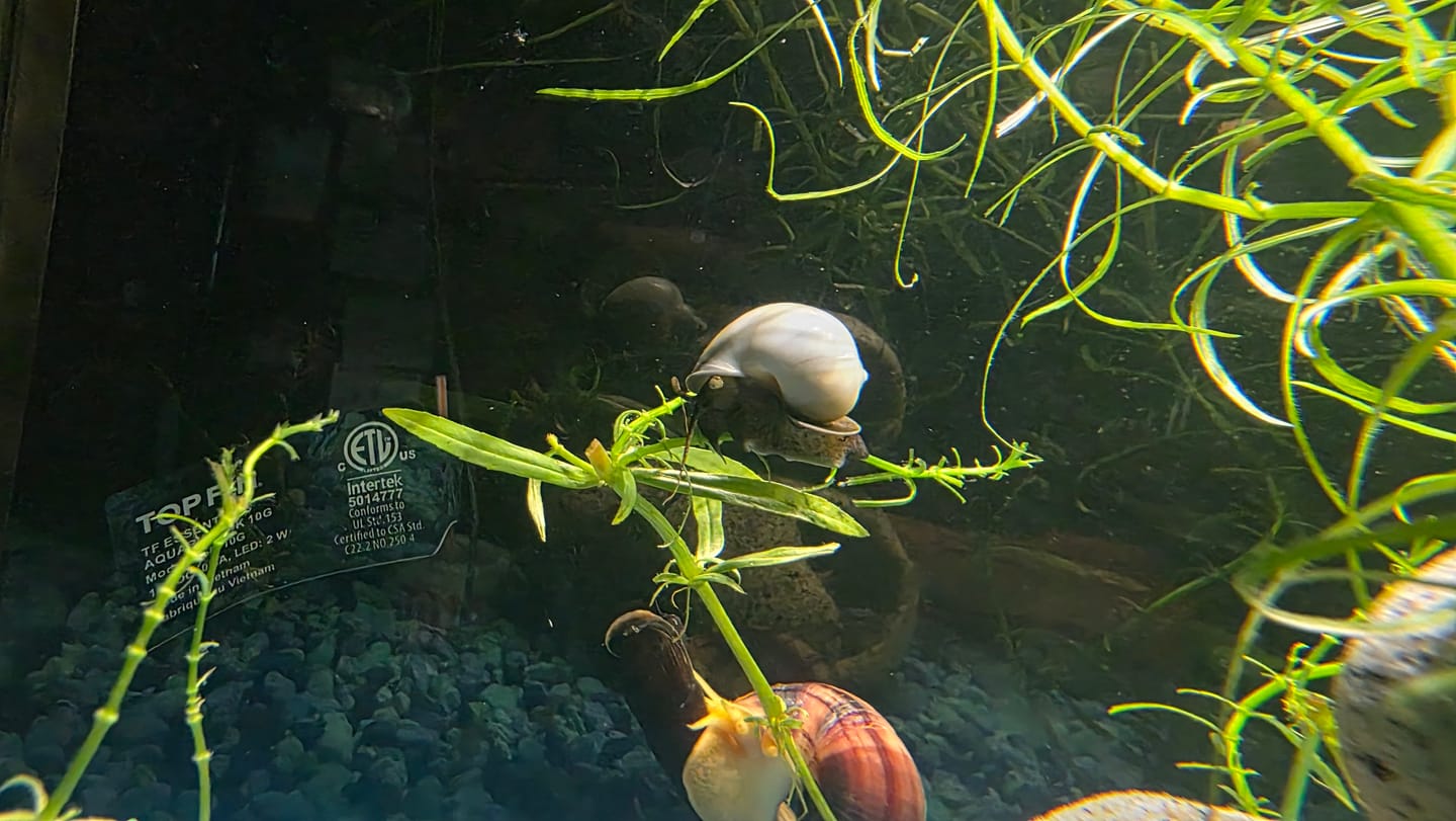Customer photo review of Mystery Snail Mix (3 pack)