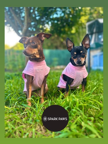 Customer photo review of Sunblock Dog T-Shirt - Pink