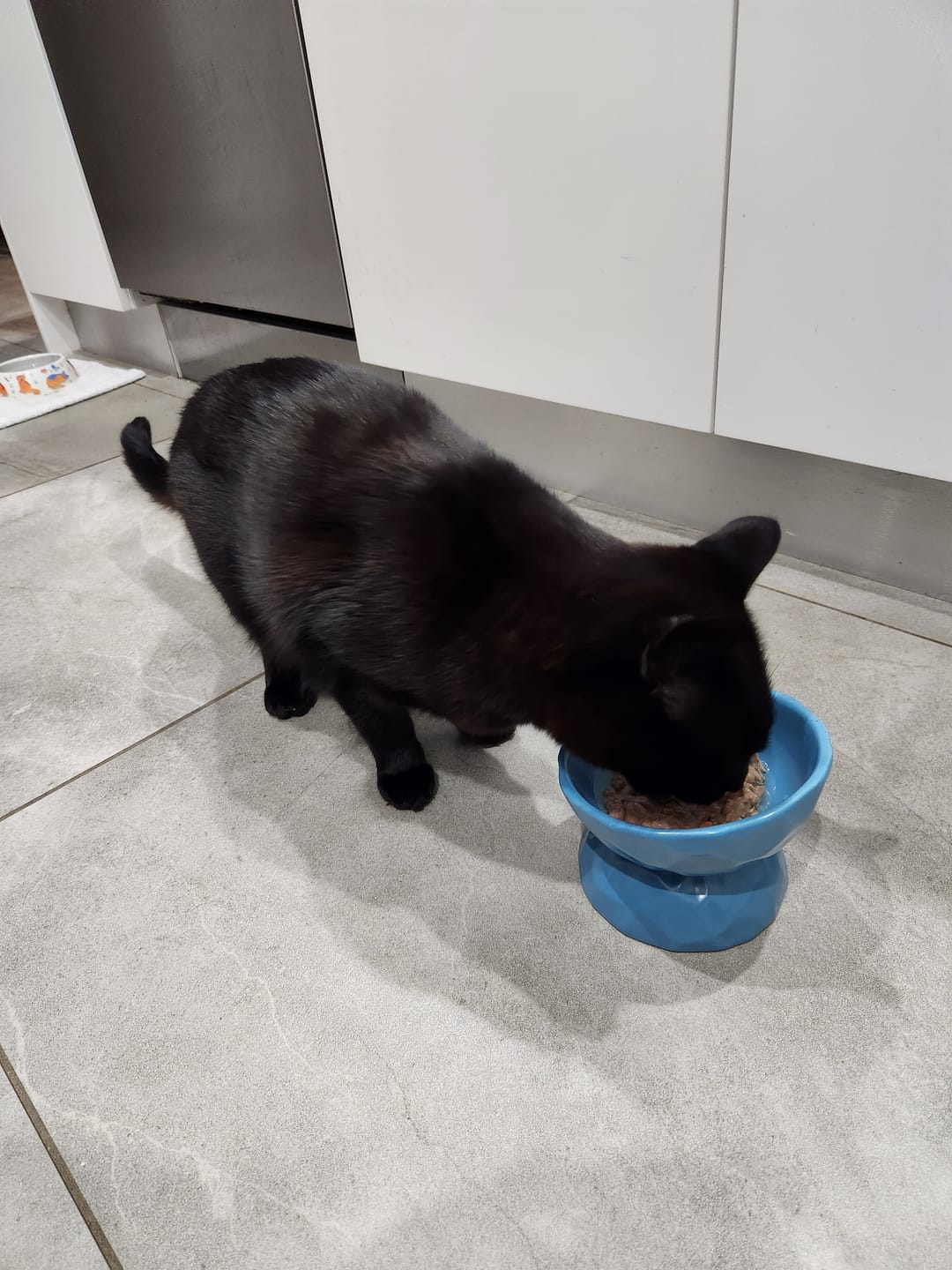 Customer photo review of Tilting Ceramic Cat Bowls With Uneven Texture
