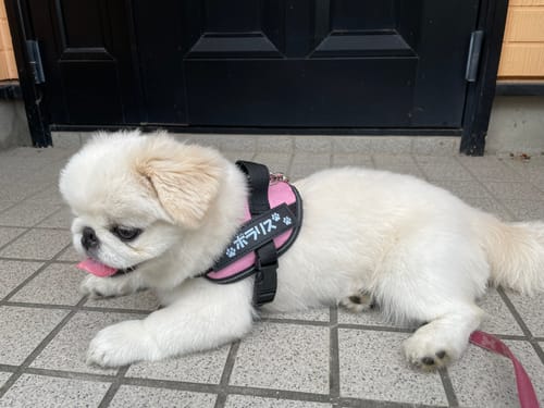 Customer photo review of FunFunPet 高機能ハーネス（お名前タグ作成サービス付き）