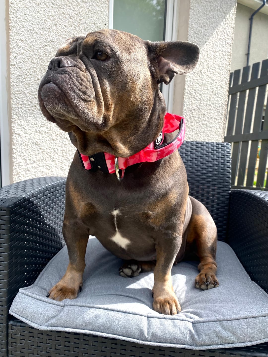 Customer photo review of 5cm Combat® Collar | With Handle & Secure Clip - Bubblegum