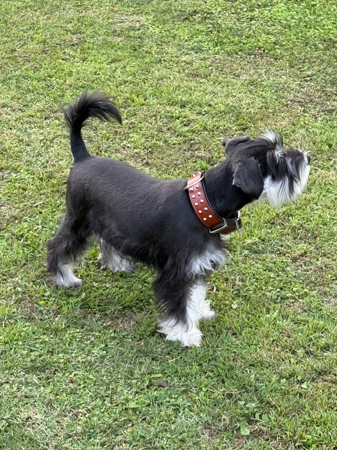 Customer photo review of Hand Made Leather Dog Collar- RuffNeck Brown & Chrome (Regular Fit)