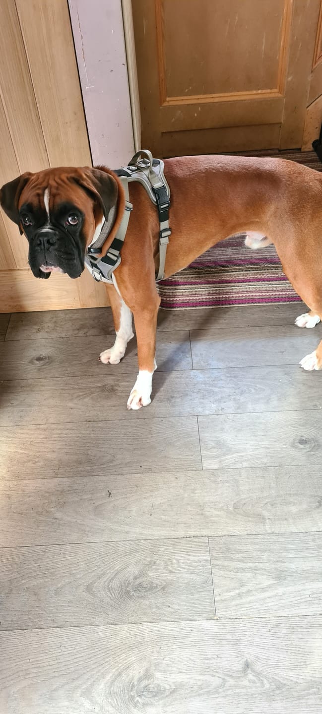 Customer photo review of Anti Pull Hurricane Harness - With Handle - Grey