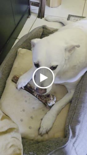 Customer video review of Medium Ostrich Cane (10" x 3"): The Long-Lasting, Flavor-Packed Chew for Medium & Large Dogs