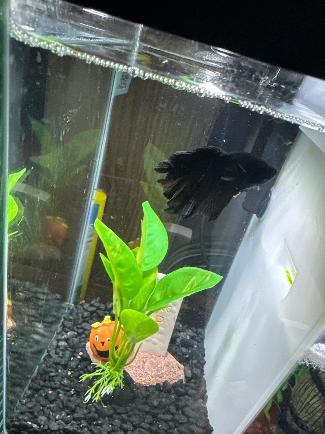 Customer photo review of Super Black Halfmoon Male Betta Fish