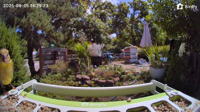 Customer photo review of Birdfy Feeder Metal - Smart Metal Feeder with Camera