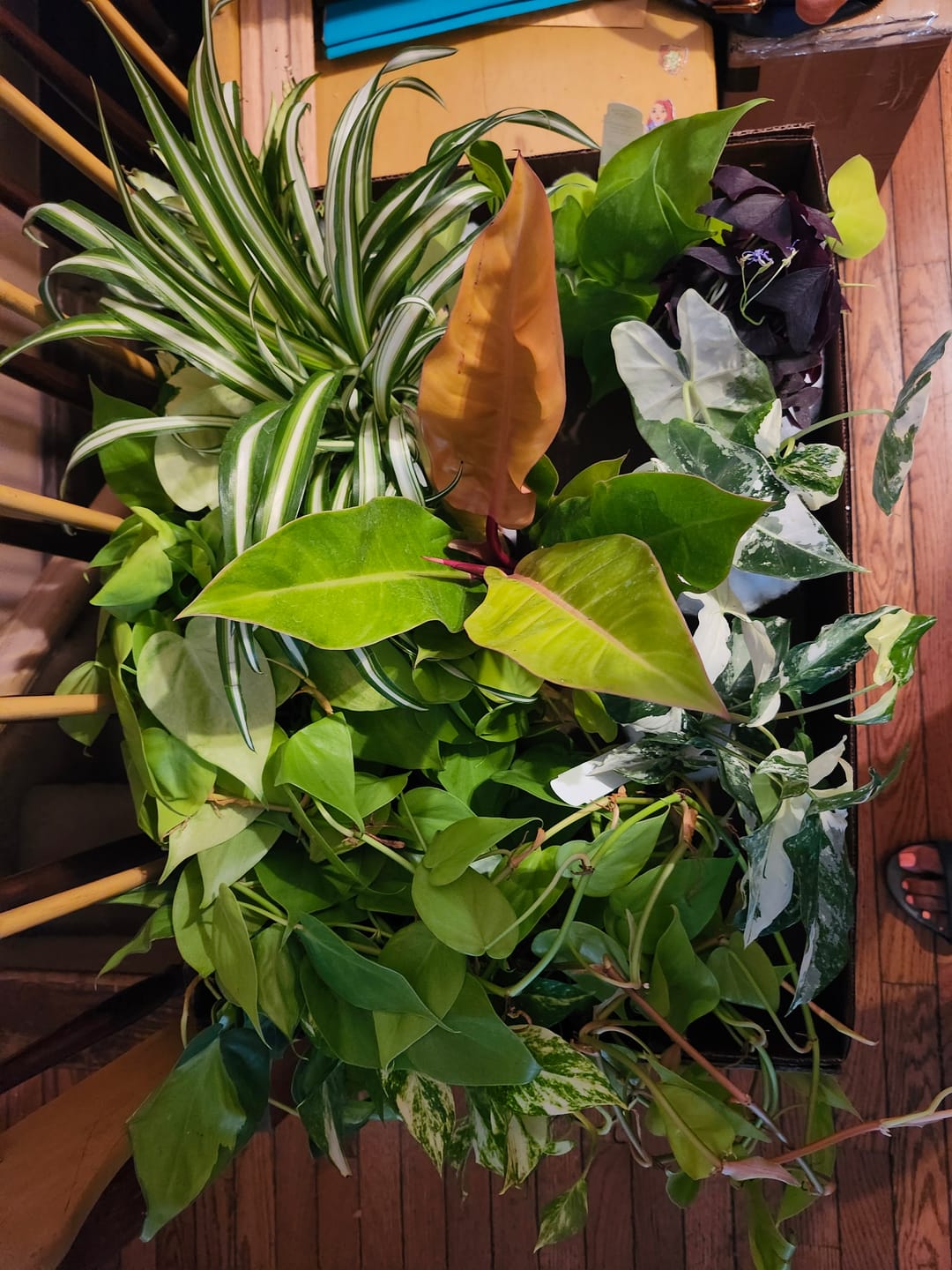 Customer photo review of Oxalis triangularis 'Ebony Allure'