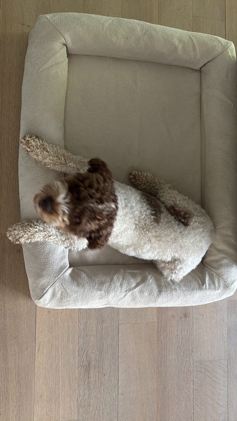 Customer photo review of Pet Perfect Orthopedische Hondenmand