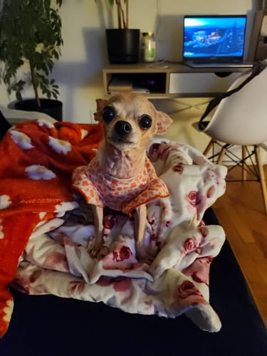 Customer photo review of Tiki Dog - Aloha Petites - Taste of the World 3oz